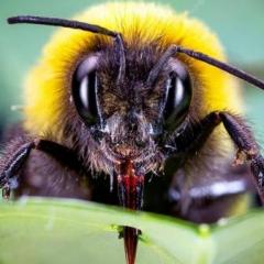 Bumblebee's avatar