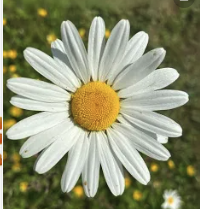 Daisys Deli