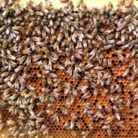 Abejas trabajando cover