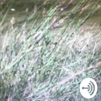 Temperate grasslands cover
