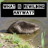 What is Rewilding Anyway? cover