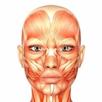 Anatomía Humana cover