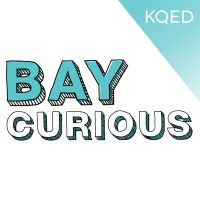Bay Curious cover
