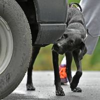 Scentsabilities Nosework Podcast cover