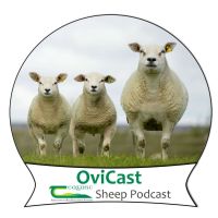 OviCast cover