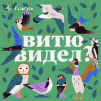 Витю видел? cover