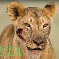 Let's Talk Africa (LTA) cover