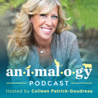 Animalogy \ The Animals in Our Everyday Words & Phrases cover