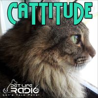 Cattitude - Cat podcast about cats as pets on Pet Life Radio (PetLifeRadio.com) cover
