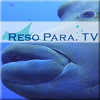 RESO PARA TV cover