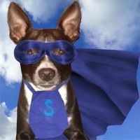 Da Scrappy Chihuahua Reborn cover