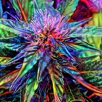 D.n.R. Presents: The Cannabuds cover