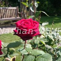 Nathan ASMR cover
