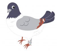 Pigeon Post cover