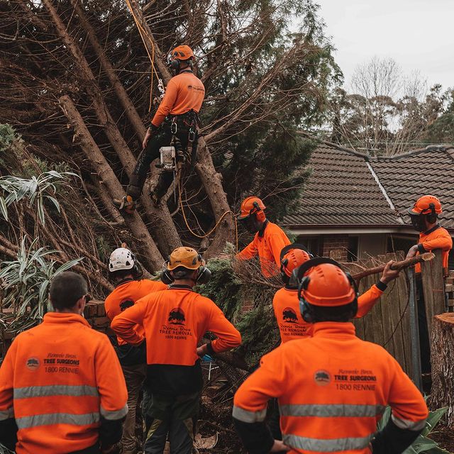 Sutherland Tree Lopping