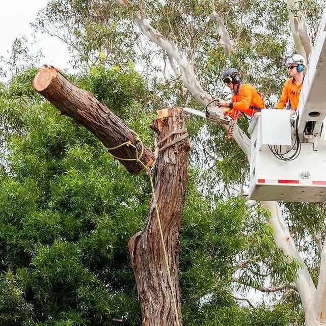 Tree Removal Sutherland Shire