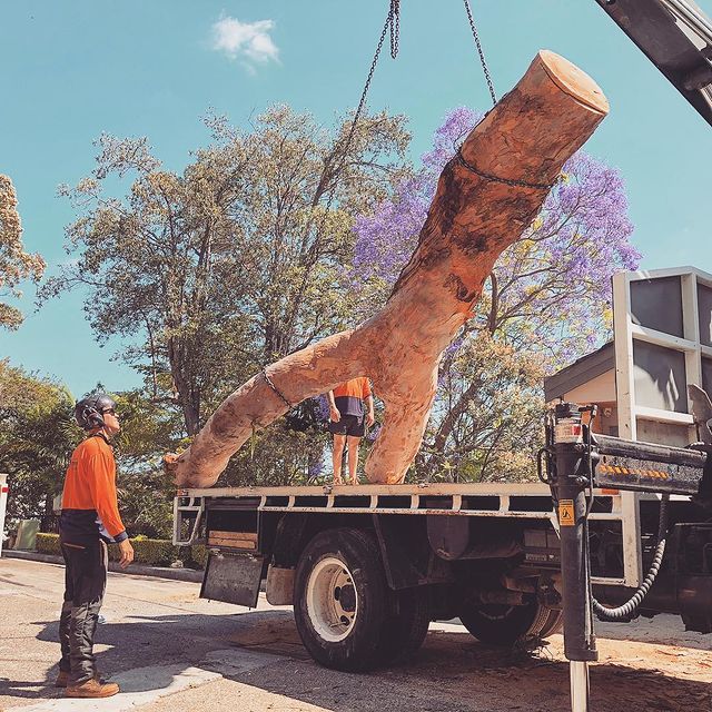 Sutherland Shire Stump Grinding