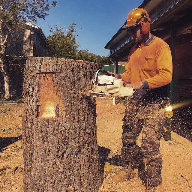 Sutherland Shire Tree Trimming