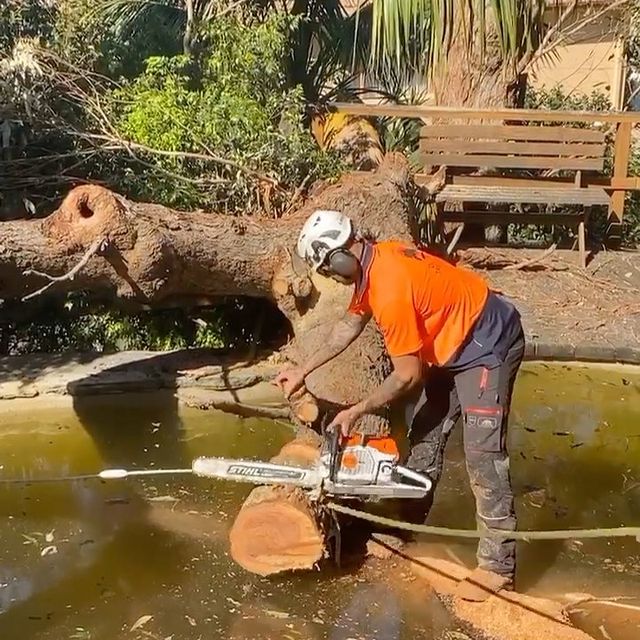 Shire Arborist
