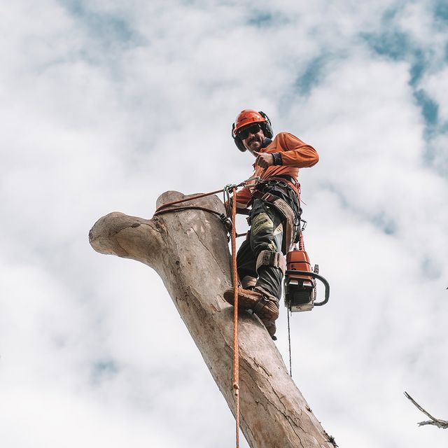 Sutherland Tree Lopper