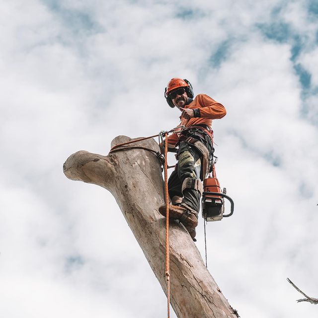 Sutherland Shire Stump Removal
