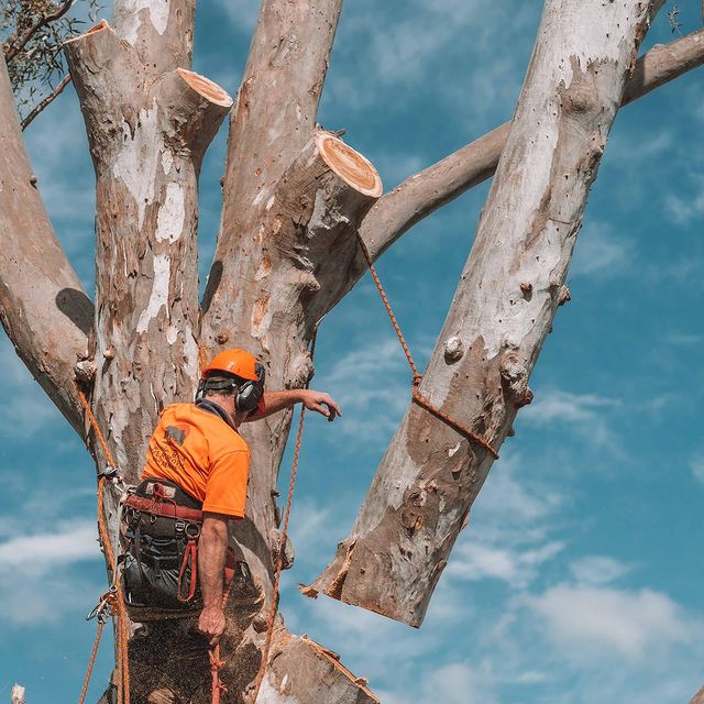 Shire Tree Removal