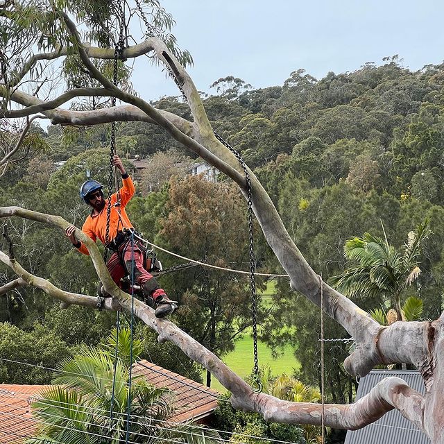 Tree Lopper Sutherland Shire