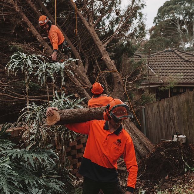 Tree Lopping Sutherland Shire