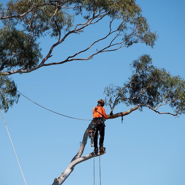 Shire Tree Removal