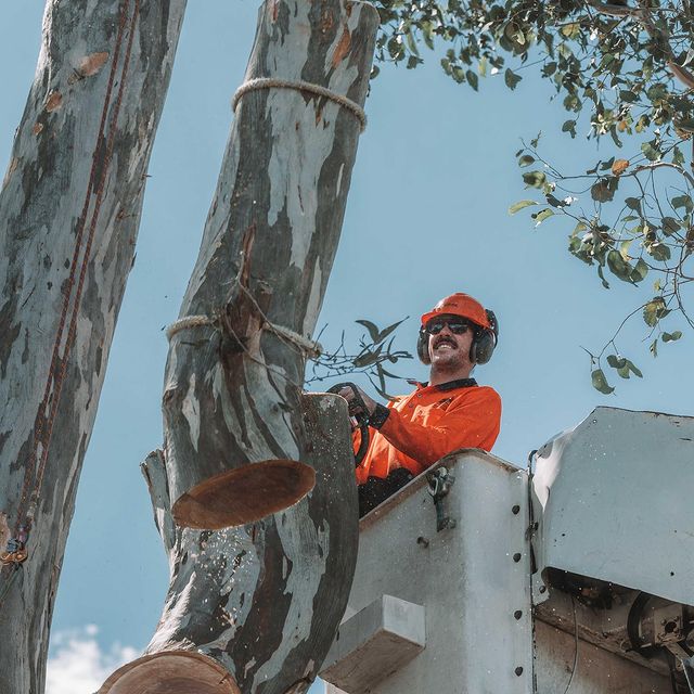 Shire Tree Services