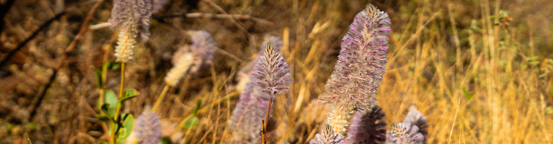 Cooktown, Cape York and Outback: Find The Magic In These Incredible Remote Destinations - Cairns Tours Image