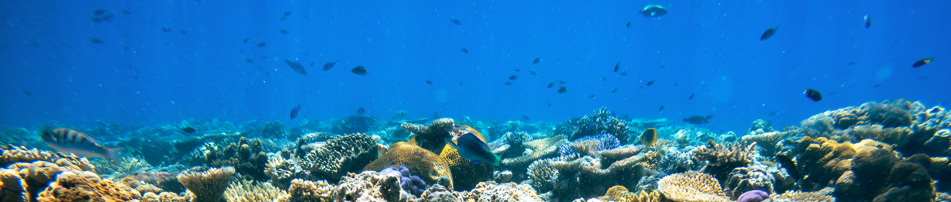 On Sale Day Tours: Now Discounted - Cairns Tours Image