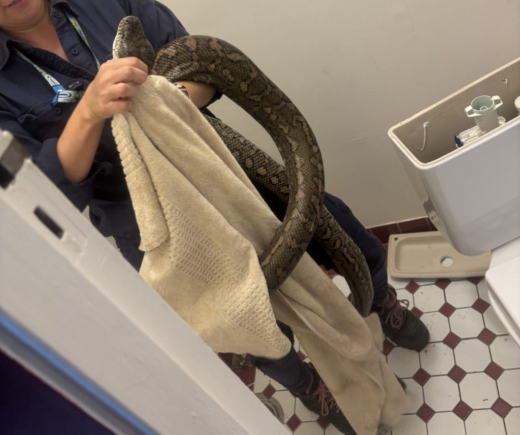 CCTV Drain Inspections | Keep Snakes & Surprises Out