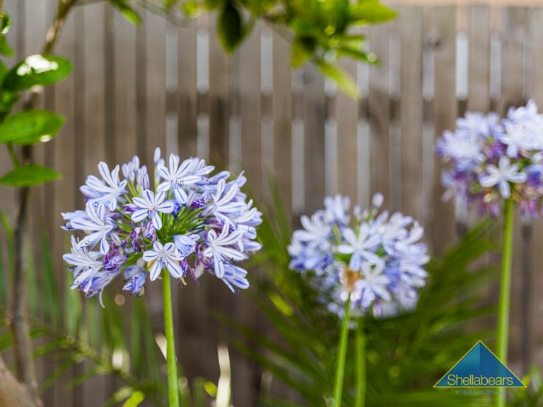 14/8 Wilson Street gallery