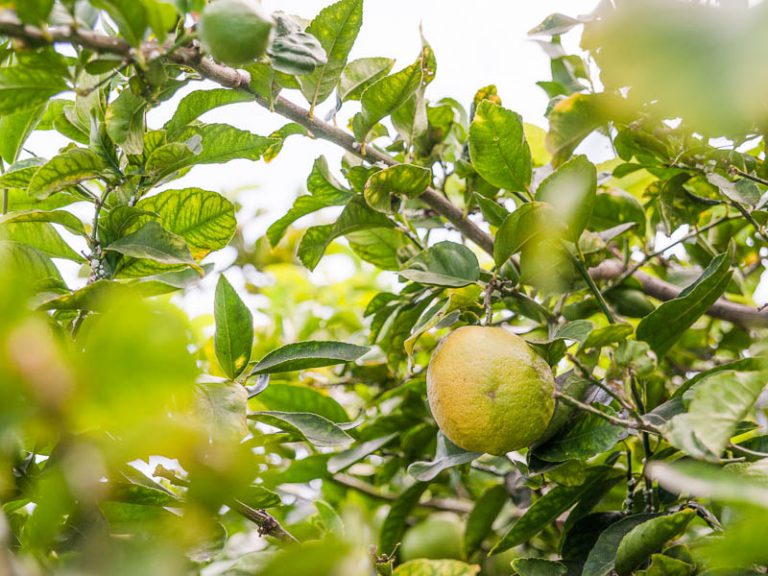 68 Hawkstone Street gallery