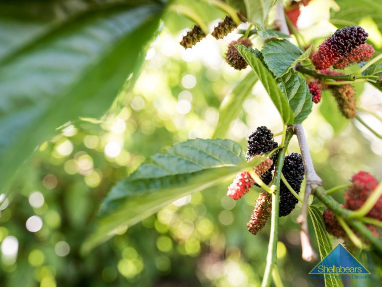 17 Morgan Street gallery