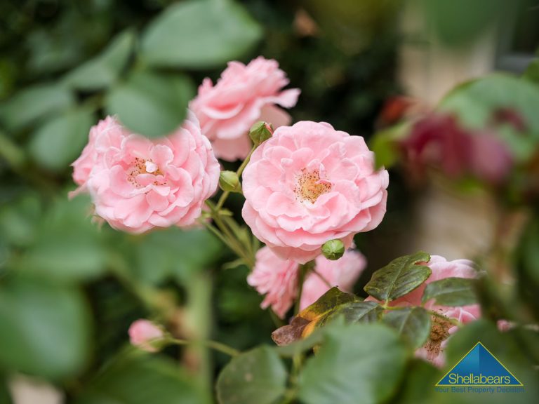 14 Hammond Road gallery