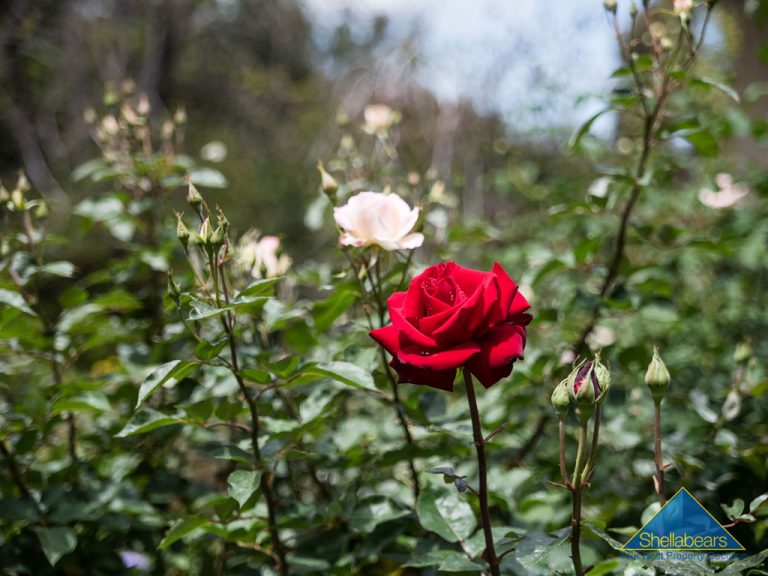 16 Barsden Street gallery