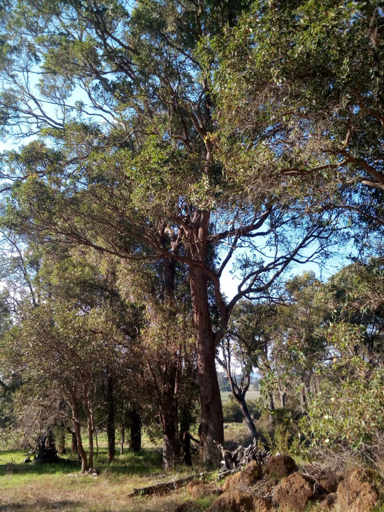 Lot 12 Harewood Road gallery