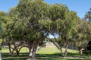 33 Clement Street gallery