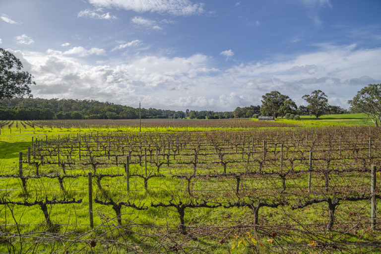 Winery, Cellar Door & Homestead gallery