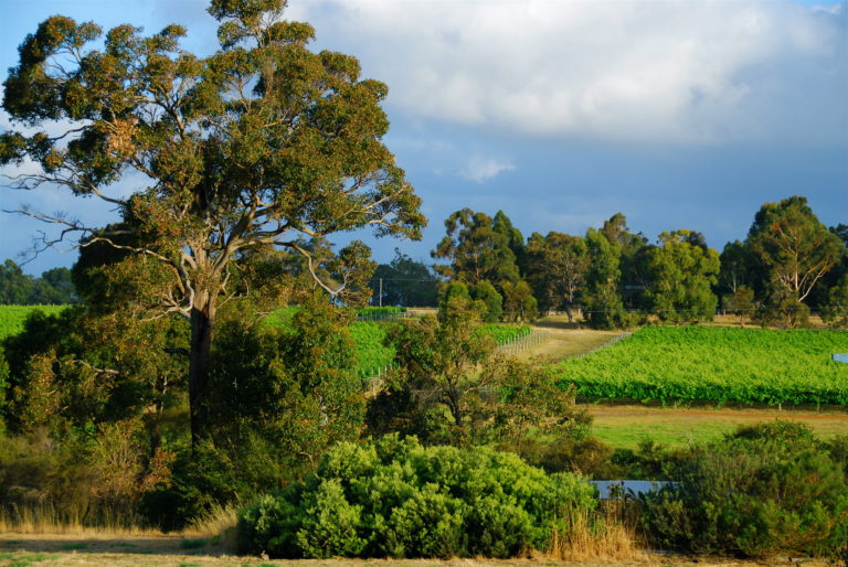 Architect Designed Home, Cellar Door/Studio, Winery & More! gallery