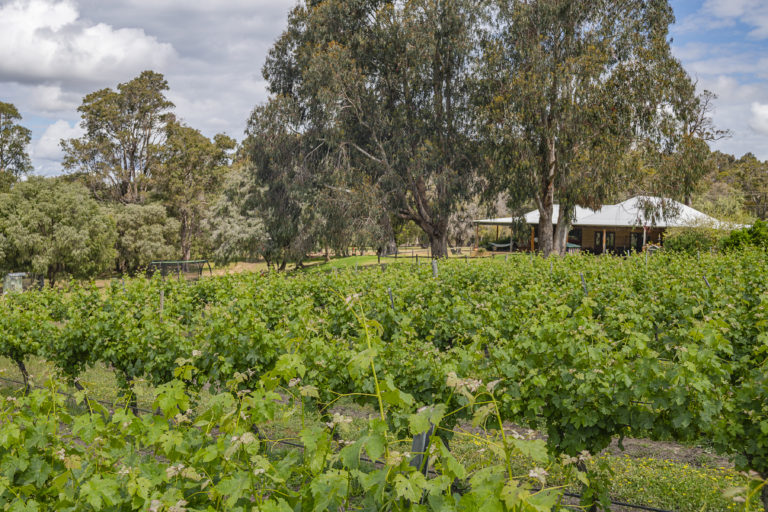Beautifully Presented Vineyard – Cellar Door Sales – Chalets – Homestead gallery