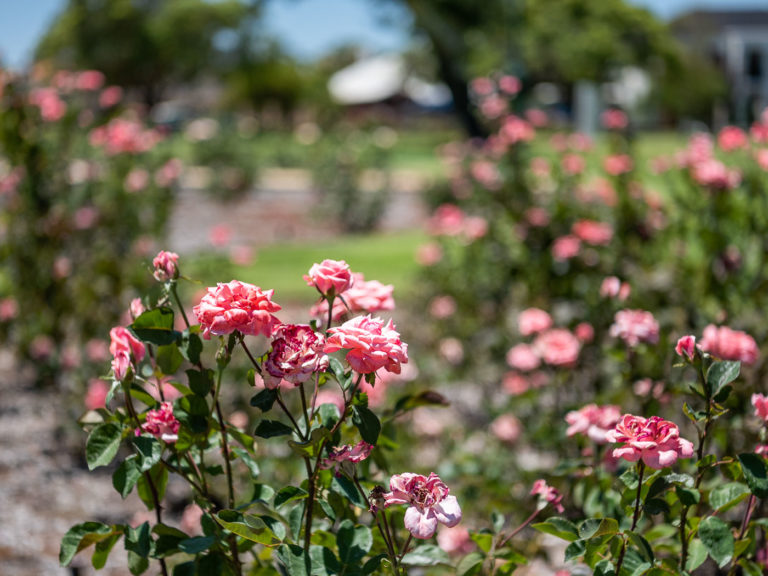 6/111 Stirling Highway gallery