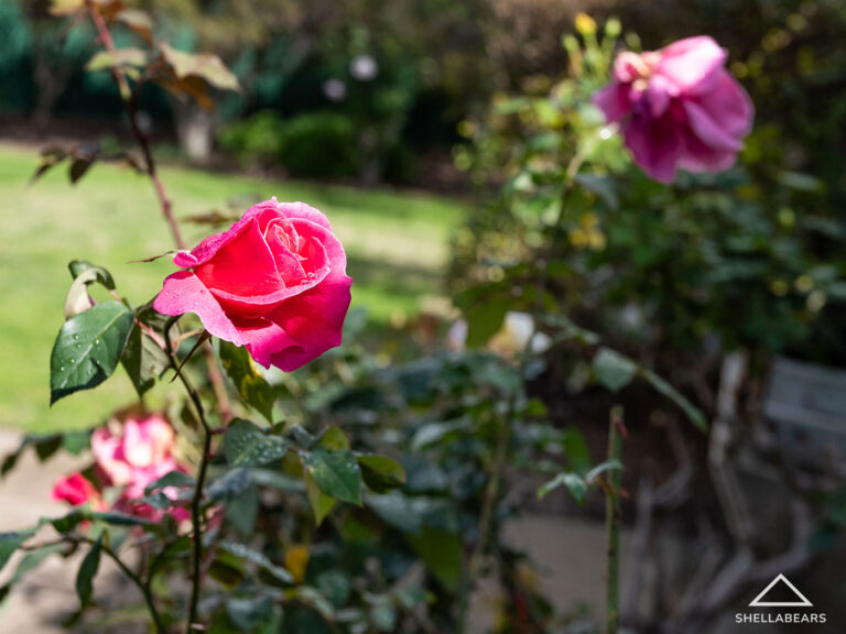 261 Curtin Avenue gallery