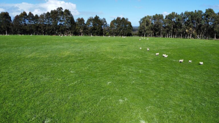 CURLY CREEK FARM gallery