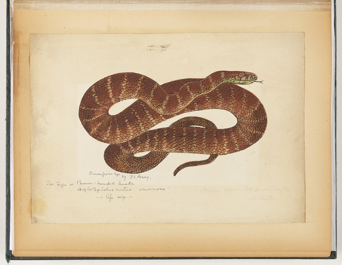 Drawn from life by JS Bray, the tiger or brown-banded snake, Hoplocephalus curtus - venomous by JS Bray, courtesy Mitchell Library, State Library of NSW (c004220010 / PXA 192)