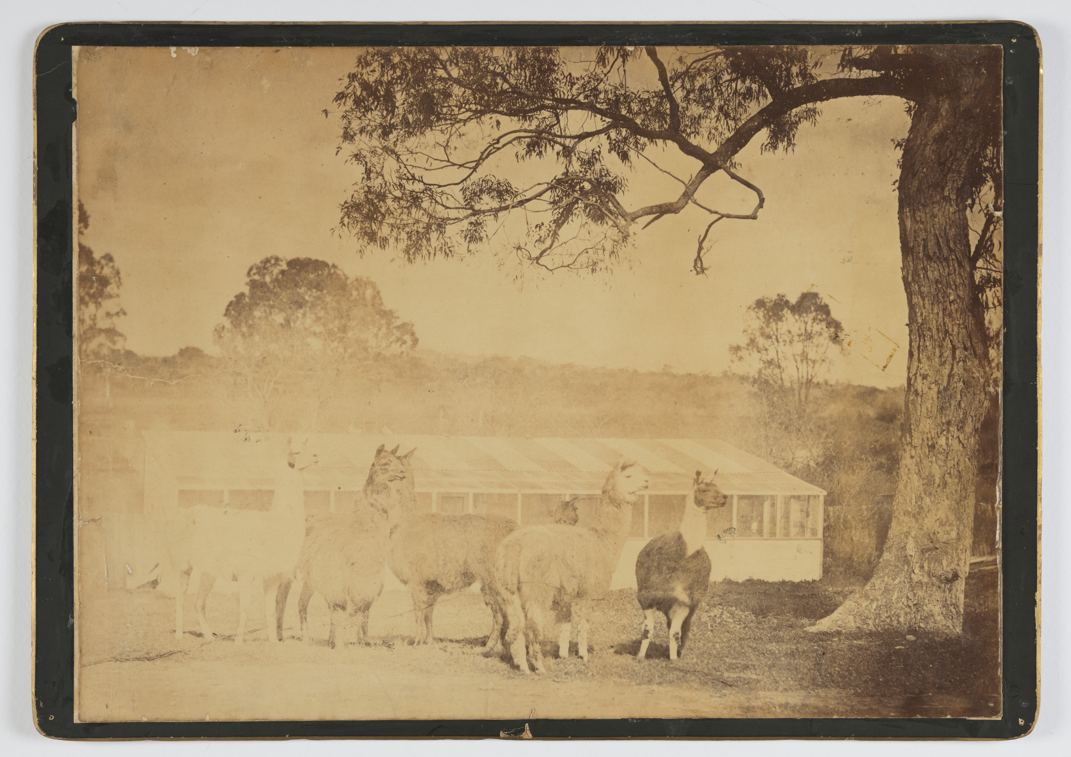 Some of Ledger's flock after their sale in 1863 at Thomas Lee's Bathurst property Woodlands, Mitchell Library, State Library of NSW (SV/19)