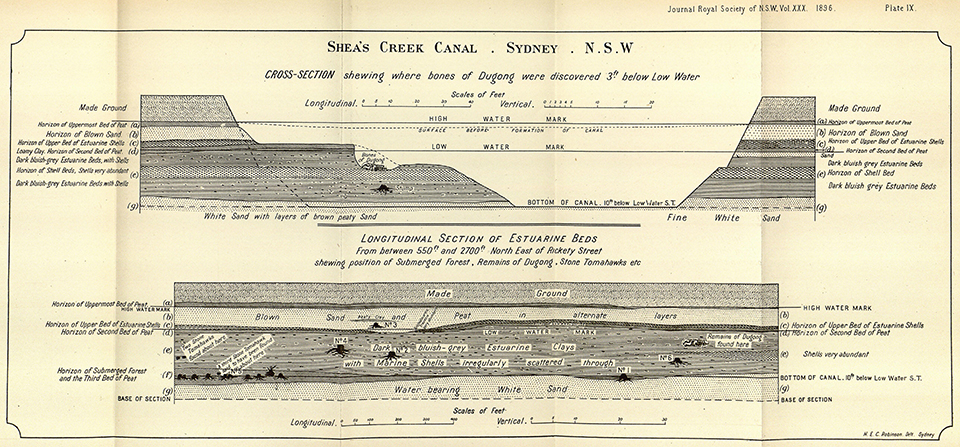 Cross section and longitudinal section of Shea's Creek Canal shewing position of submerged forest, remains of dugong, stone tomahawks etc 1896, Plate IX, 'On the occurrence of a submerged forest, with remains of the Dugong, at Shea's Creek near Sydney' by R Etheridge, Junr, Professor TW Edgeworth David, BA, FGS, and HW Grimshaw, M Inst CE, Journal and proceedings of the Royal Society of New South Wales, Vol 30, 1896, p 158 via the Internet Archive