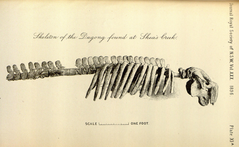 Skeleton of the Dugong found at Shea's Creek 1896, Plate XIa, 'On the occurrence of a submerged forest, with remains of the Dugong, at Shea's Creek near Sydney' by R Etheridge, Junr, Professor TW Edgeworth David, BA, FGS, and HW Grimshaw, M Inst CE, Journal and proceedings of the Royal Society of New South Wales, Vol 30, 1896, p 158 via the Internet Archive